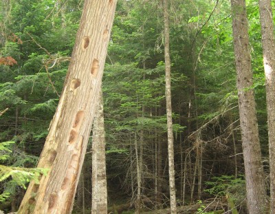 Request for Proposals: Donated Land and Easement Grant Program