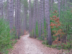 Red-Pines_Bear-Brook