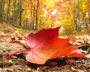 autumn-leaf